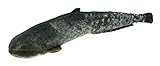 Gaby Kuscheltier Fisch Kissen Stofftier Plüschtier Plüschfisch Geschenkidee Wels 62cm