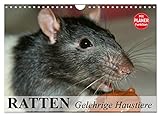 Ratten. Gelehrige Haustiere (Wandkalender 2023 DIN A4 quer), Calvendo Monatskalender