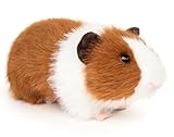Uni-Toys - Meerschweinchen (braun-weiß) - 21 cm (Länge) - Plüschtier, Kuscheltier