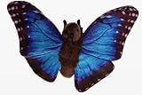 Cornelissen - 1043115 - Morphofalter, Schmetterling, Blau, Plüsch, Stofftier, 20cm, Waschbar bis 30 Grad