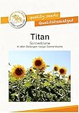 Titan Riesensonnenblumensamen von Bobby-Seeds, Portion Gelb