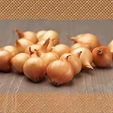 FLORTUS Steckzwiebeln Stuttgarter Riesen 500 g I Alte Zwiebelsorte mit großen Zwiebeln & milder Schärfe I Frühe Sorte mit guter Lagereignung I Ideal für Garten & Hochbeet I Zwiebeln stecken