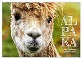 Alpaka, coole Typen mit wilden Frisuren (Wandkalender 2023 DIN A2 quer), Calvendo Monatskalender