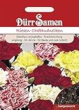 Riesen-Chabaudnelken